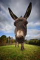 Donkey Ears