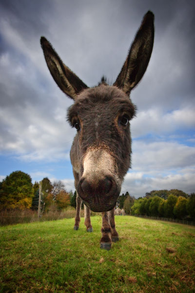 Donkey Ears