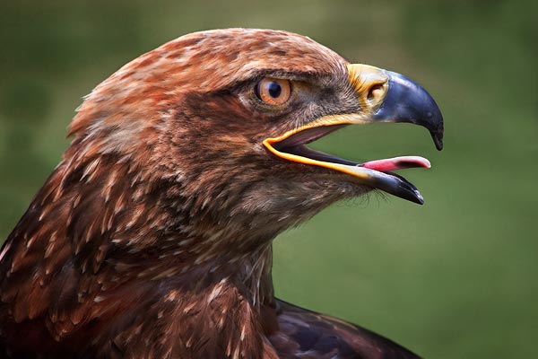 eagle