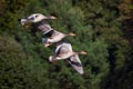 Flying Geese