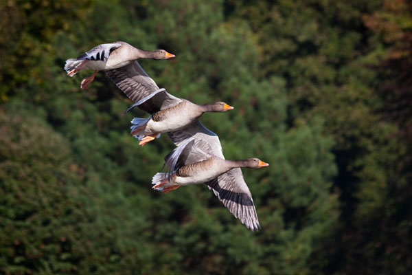 Uçan Kazlar (Flying Geese) Modeli
